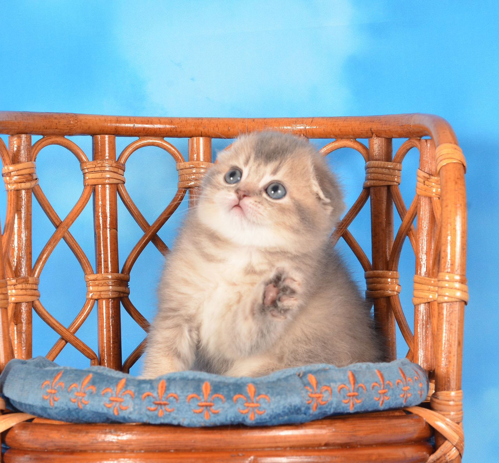 WhatsApp Image 2025-11-12 at 14.00.05 (2)