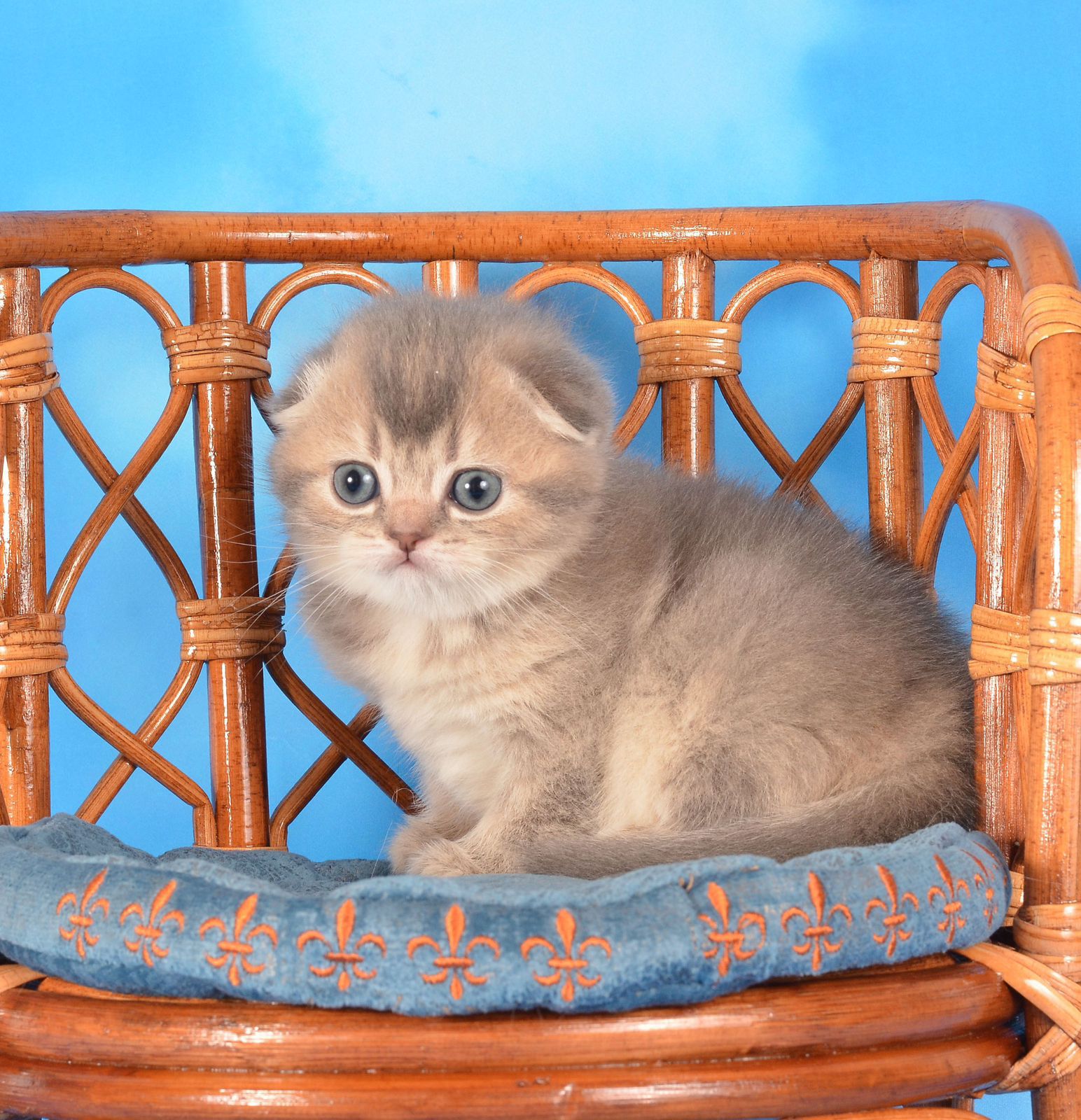 WhatsApp Image 2025-11-12 at 14.00.05 (3)