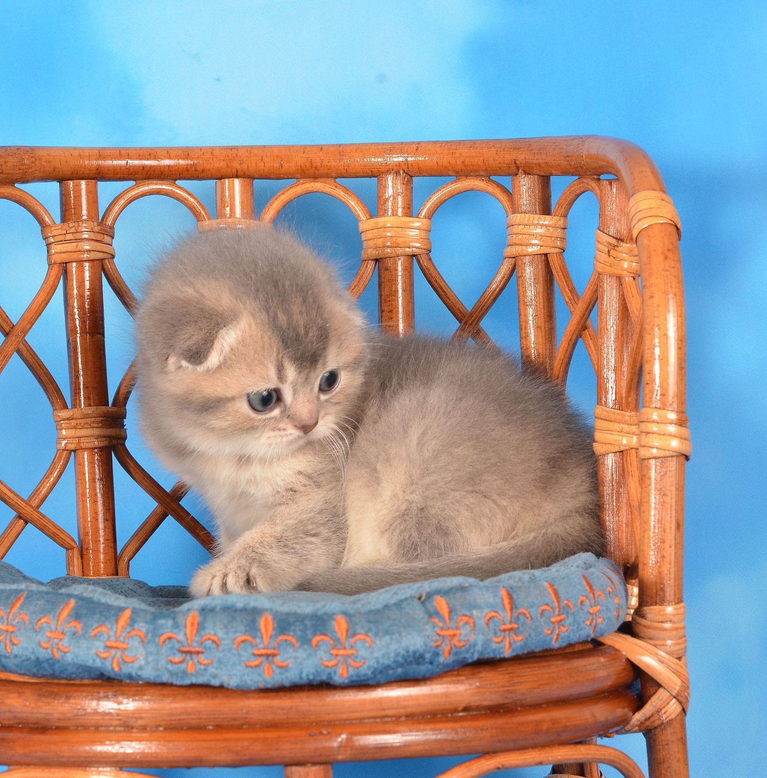 WhatsApp Image 2025-11-12 at 14.00.05