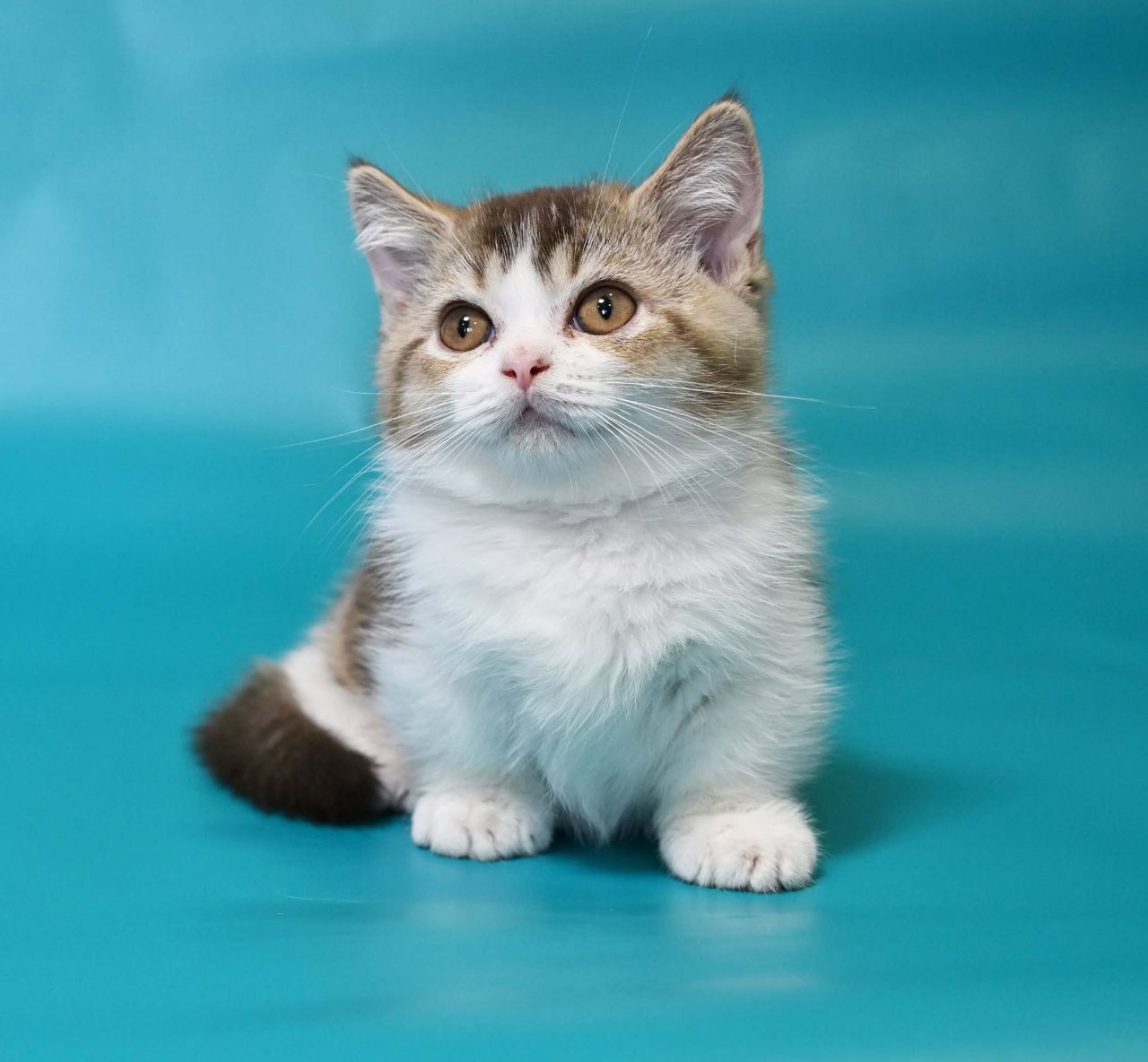 WhatsApp Image 2025-11-12 at 14.00.39 (1)