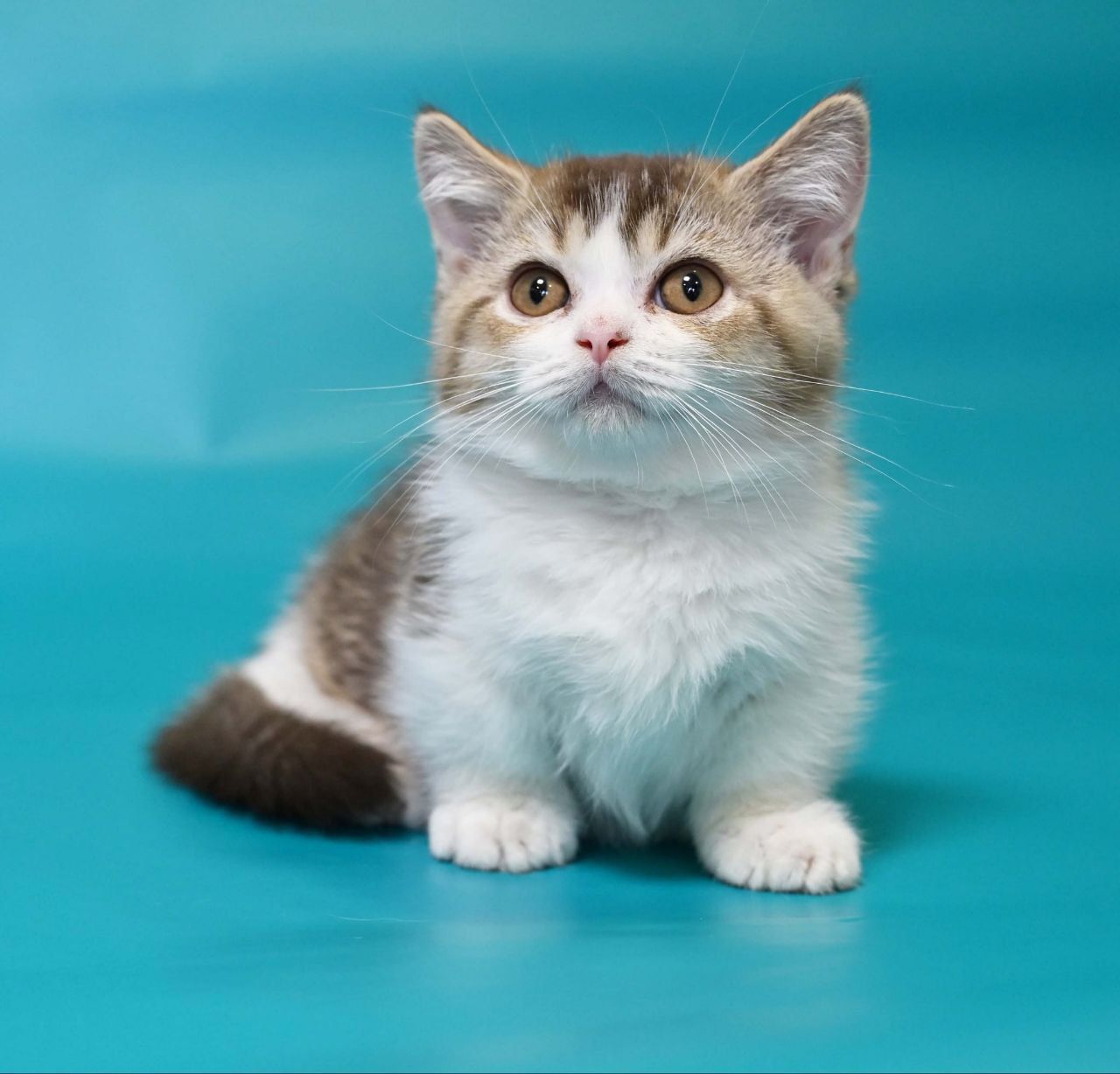 WhatsApp Image 2025-11-12 at 14.00.40 (1)