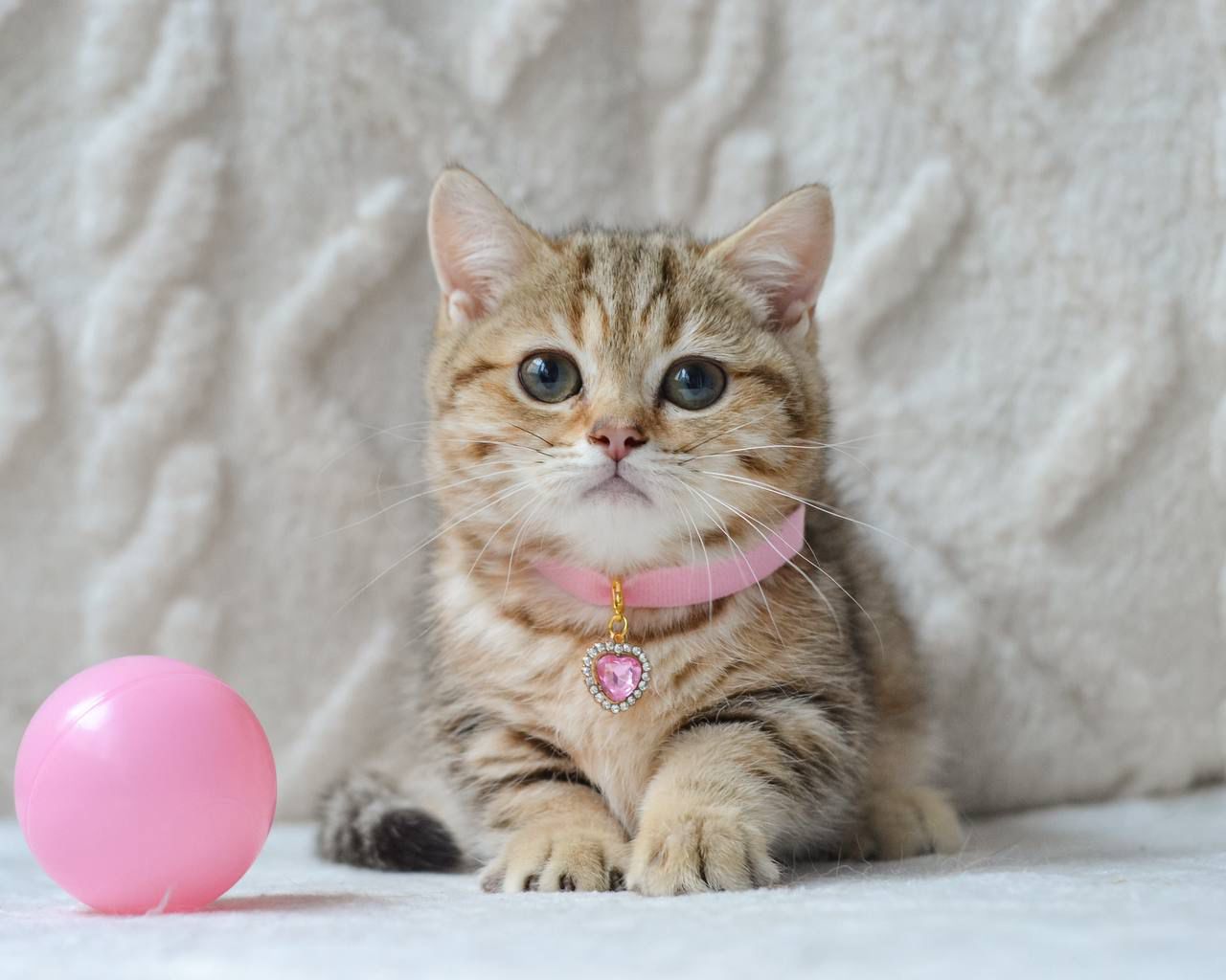 WhatsApp Image 2025-11-12 at 14.01.54 (2)