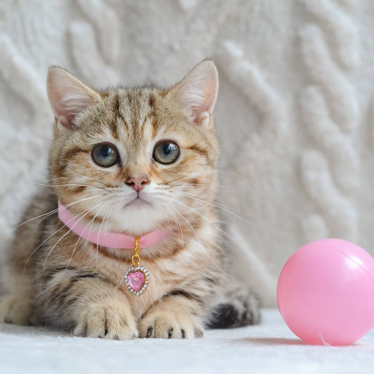 WhatsApp Image 2025-11-12 at 14.01.54 (3)