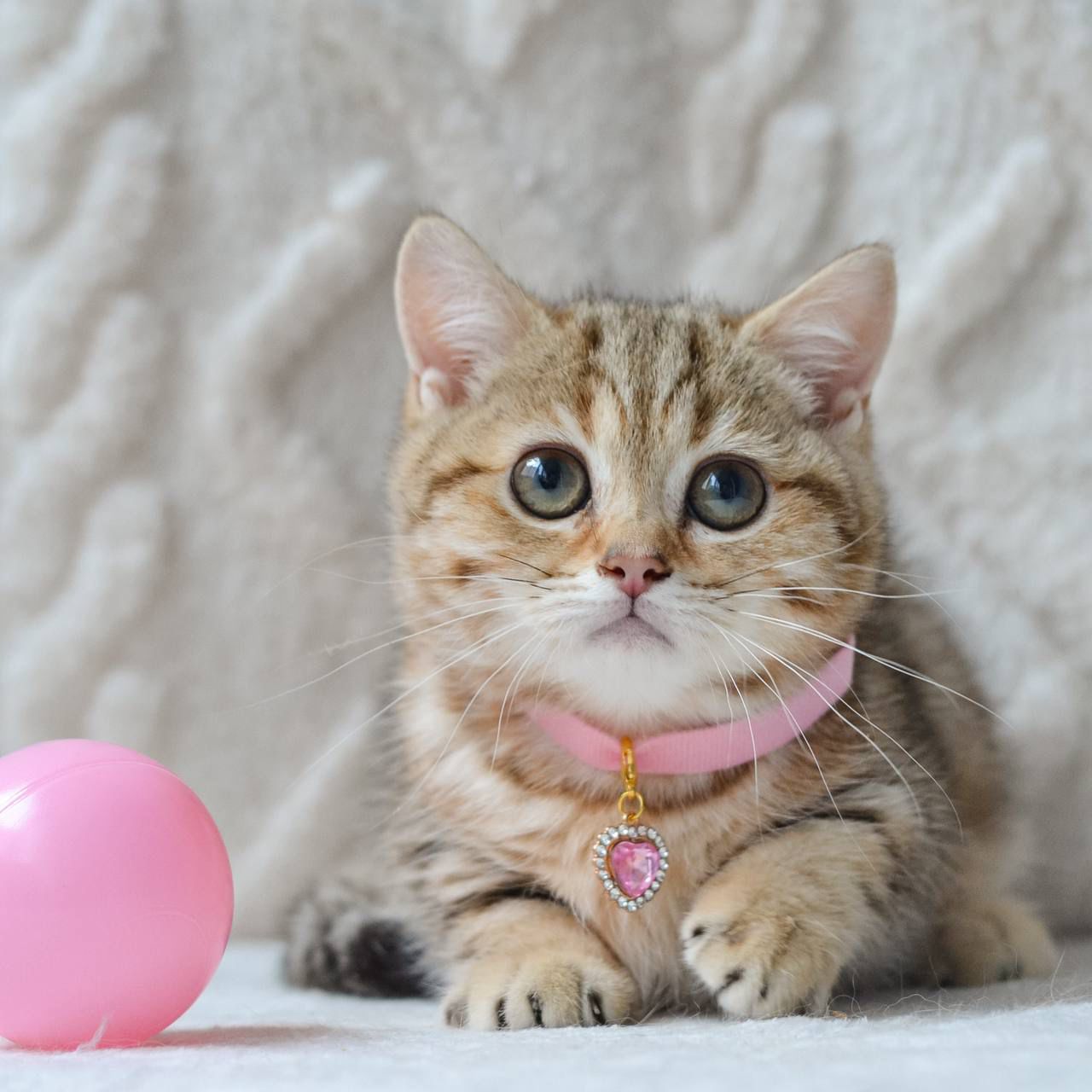 WhatsApp Image 2025-11-12 at 14.01.54 (4)