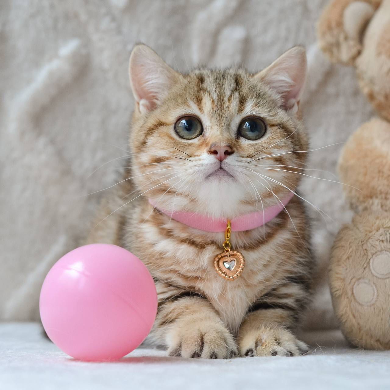 WhatsApp Image 2025-11-12 at 14.01.54