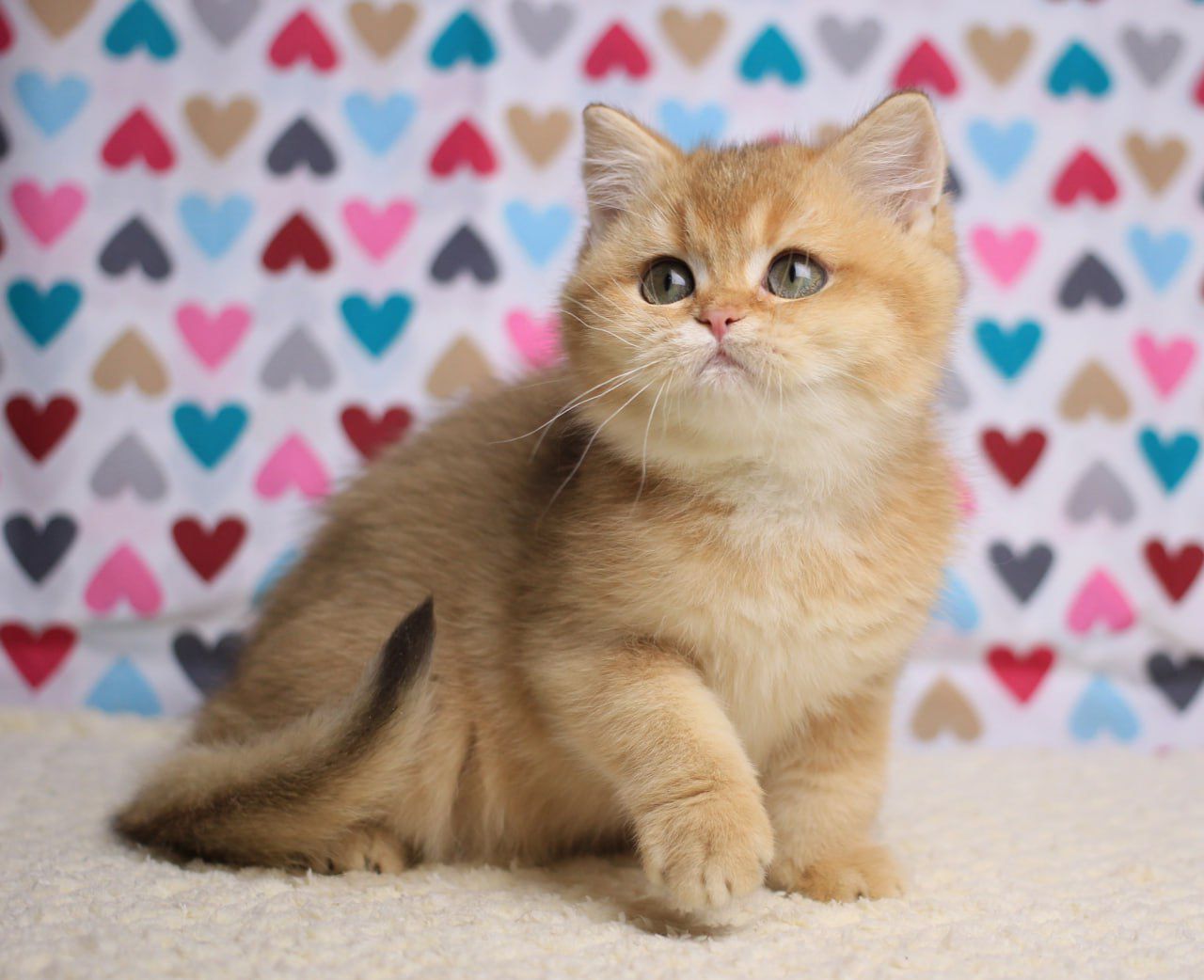 WhatsApp Image 2025-11-12 at 14.02.15 (1) british