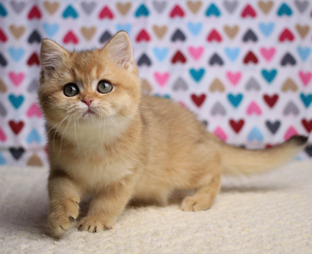 WhatsApp Image 2025-11-12 at 14.02.15 (2)