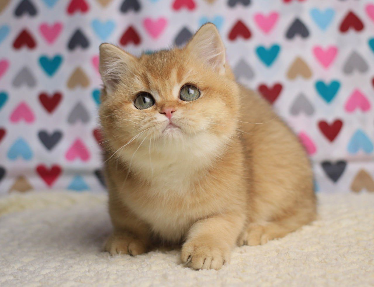 WhatsApp Image 2025-11-12 at 14.02.15 (3)