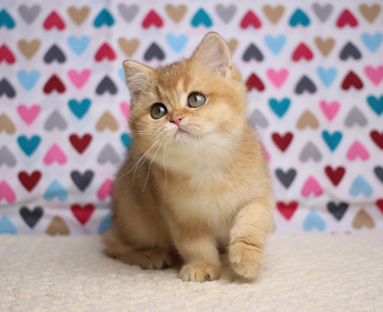 WhatsApp Image 2025-11-12 at 14.02.15 (4)