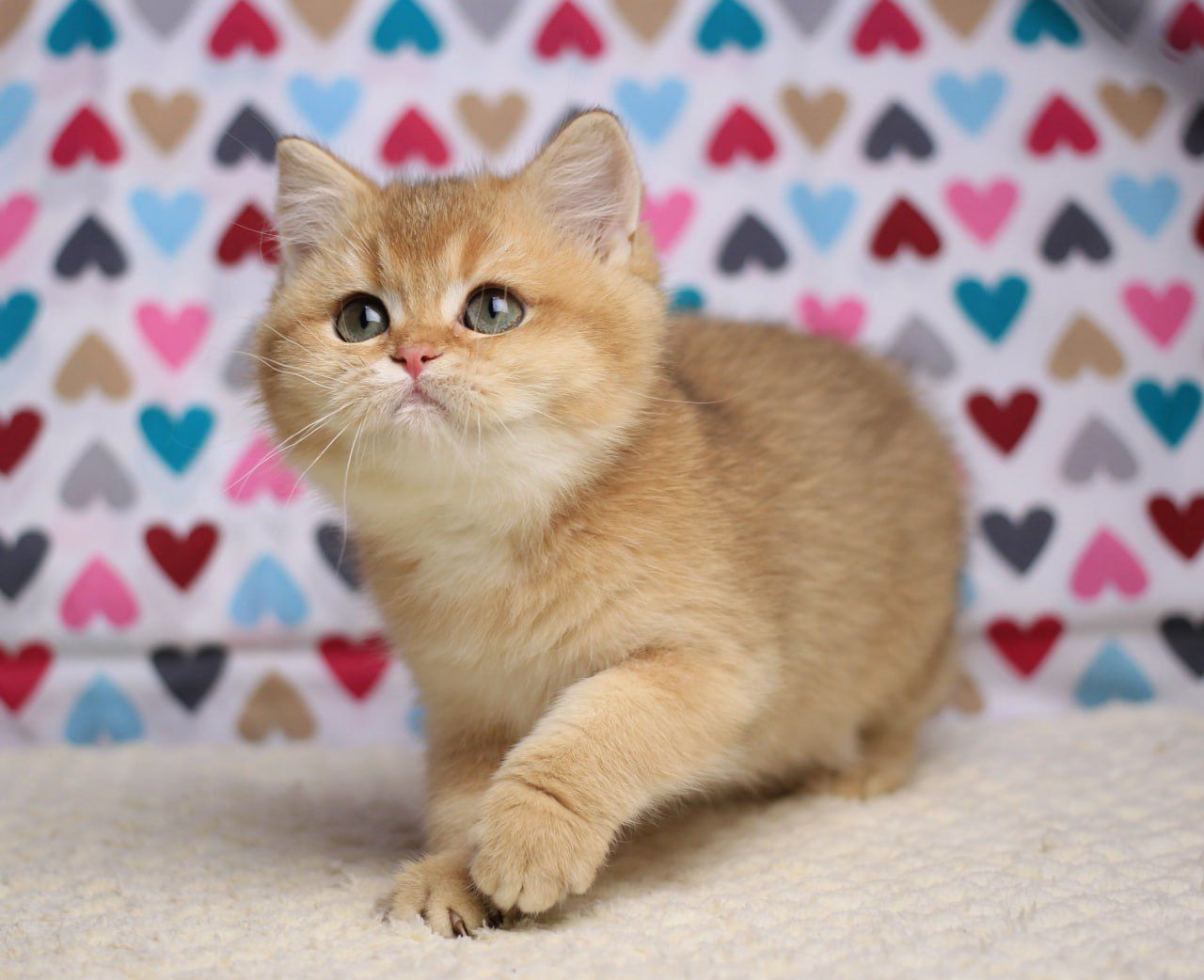 WhatsApp Image 2025-11-12 at 14.02.15