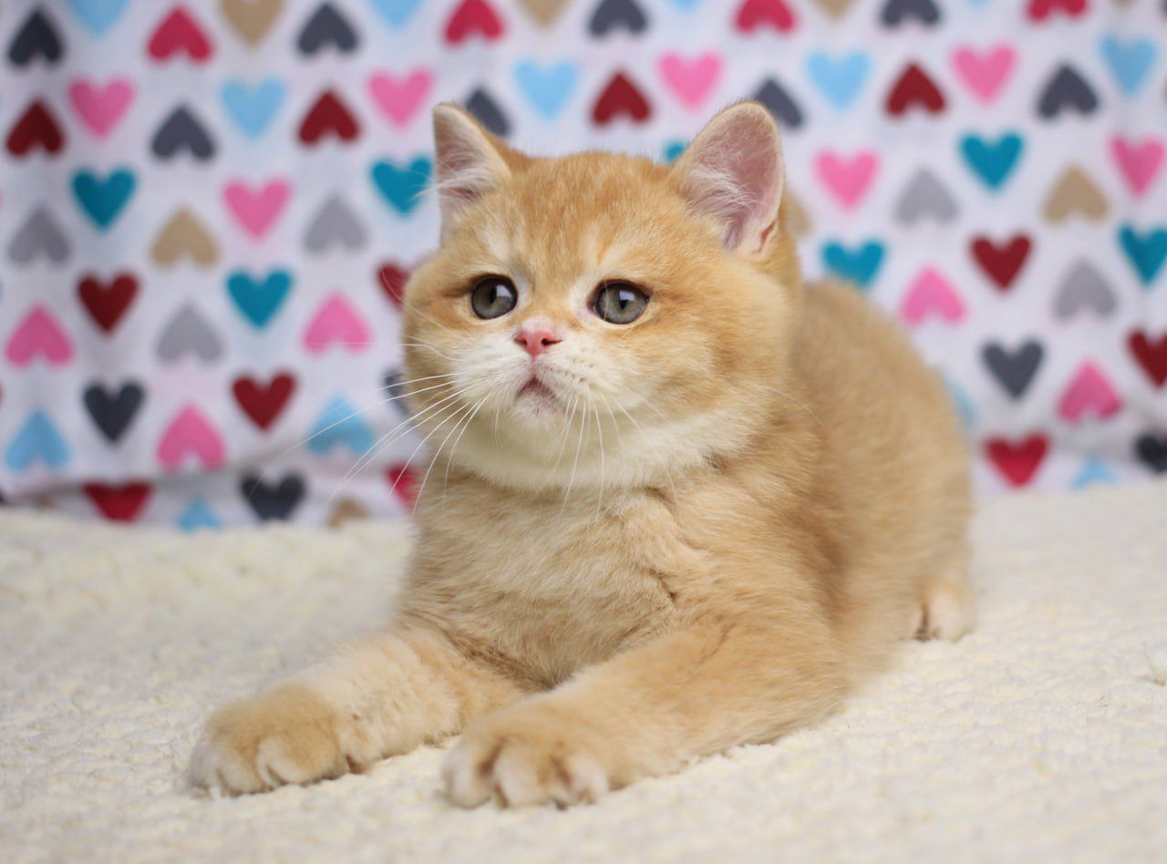 WhatsApp Image 2025-11-12 at 14.02.36 (2)