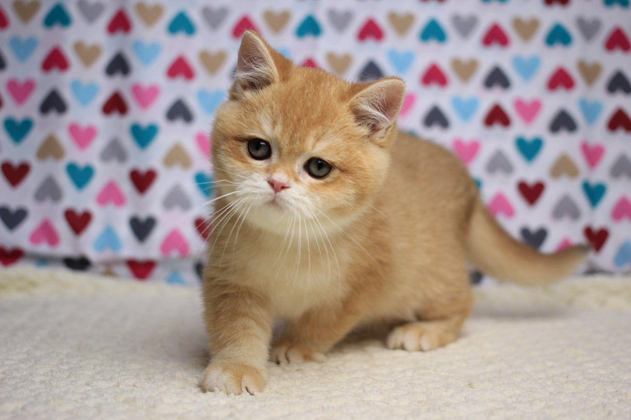 WhatsApp Image 2025-11-12 at 14.02.36 (3)