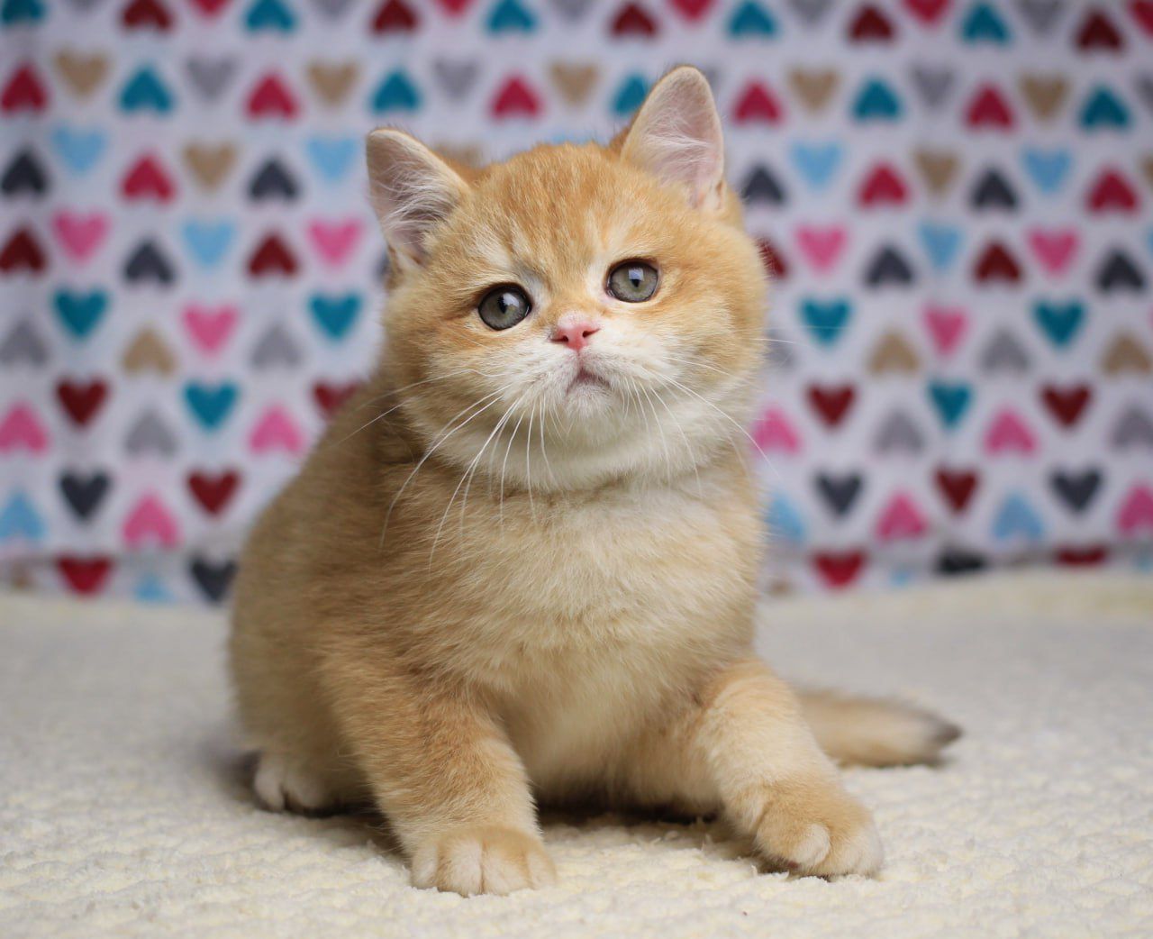 WhatsApp Image 2025-11-12 at 14.02.36 (4)