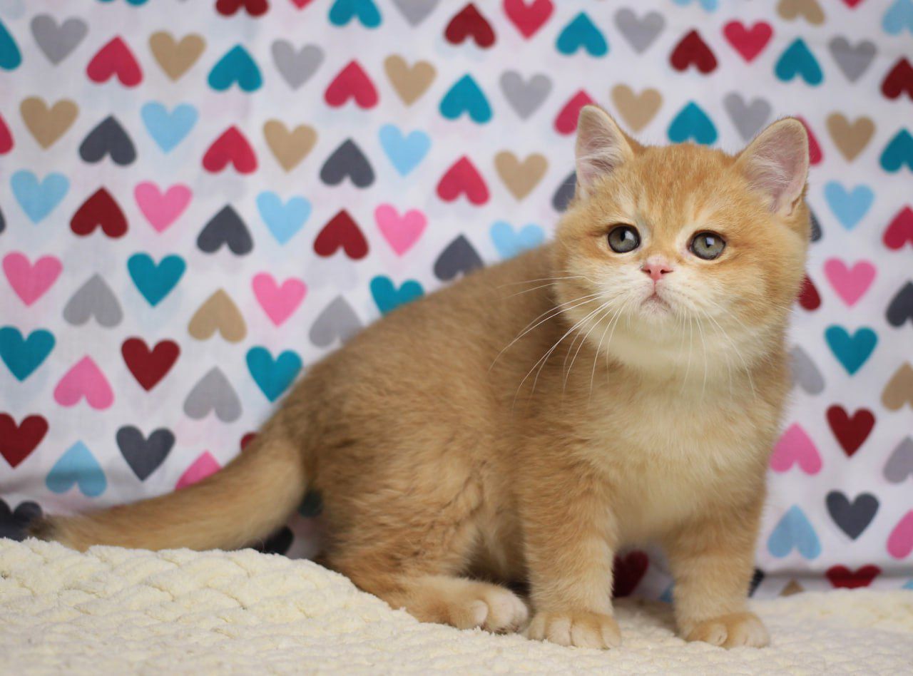 WhatsApp Image 2025-11-12 at 14.02.36