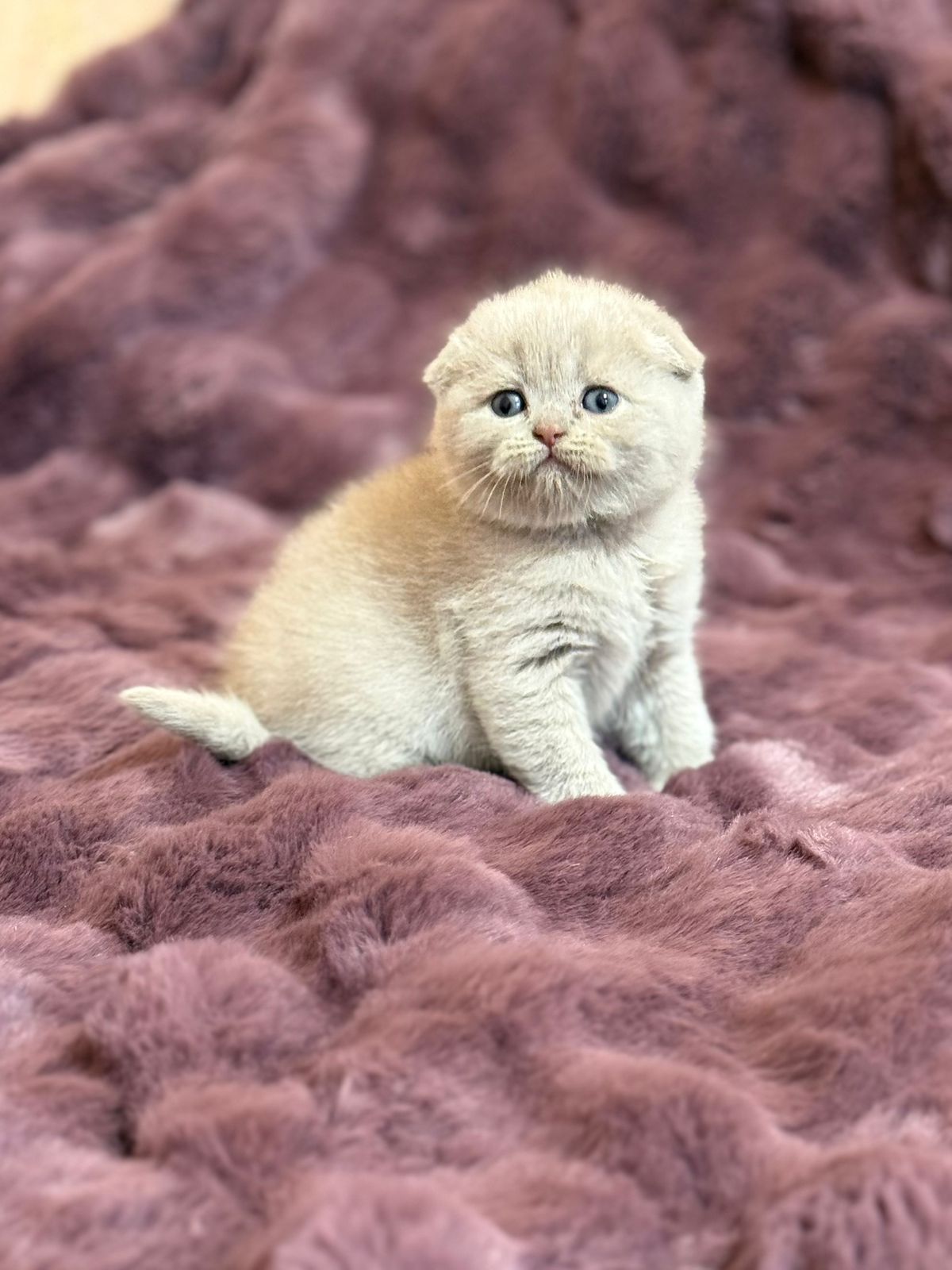 WhatsApp Image 2025-11-12 at 14.03.37