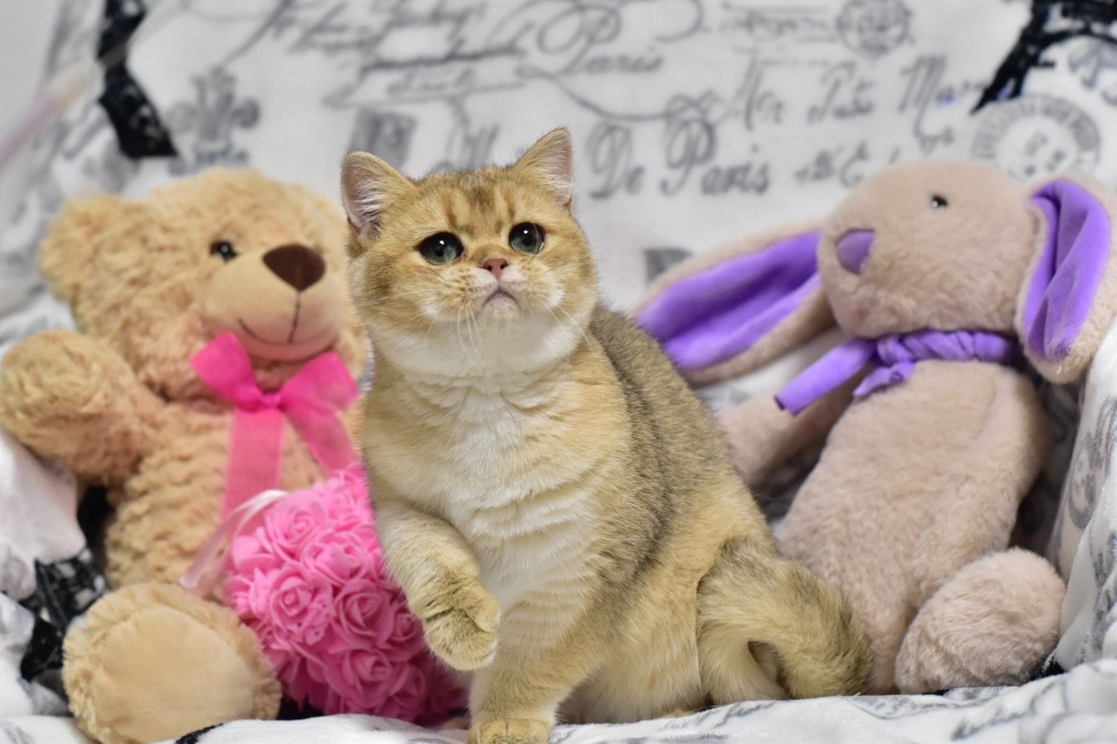 WhatsApp Image 2025-11-18 at 14.24.02 (3)