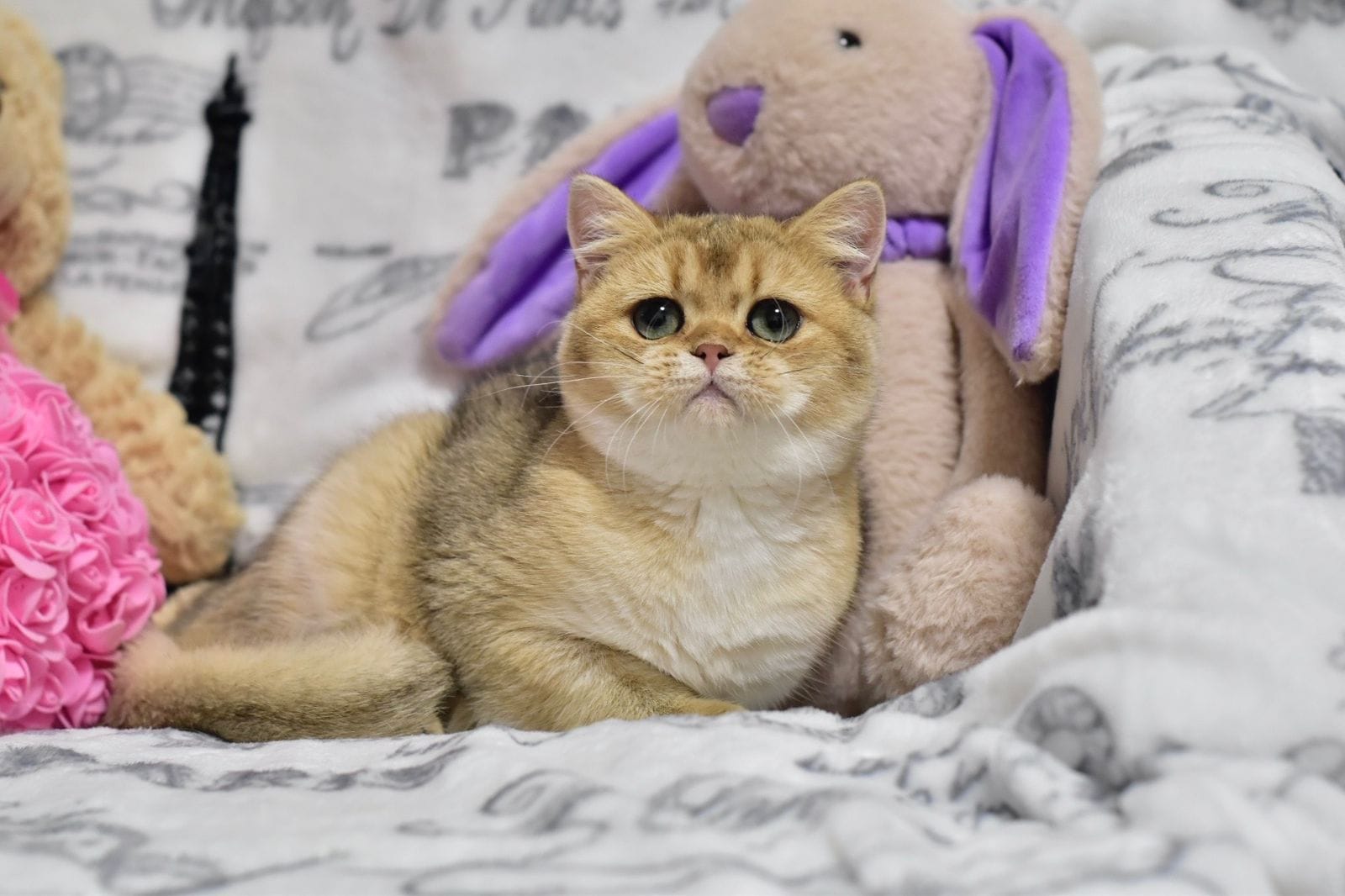 WhatsApp Image 2025-11-18 at 14.24.02