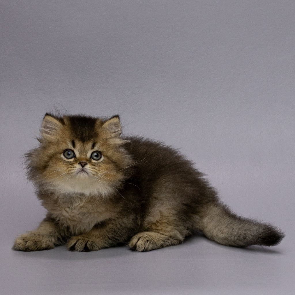 WhatsApp Image 2025-11-18 at 14.29.11 (2)