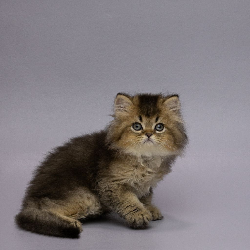 WhatsApp Image 2025-11-18 at 14.29.11 (4)