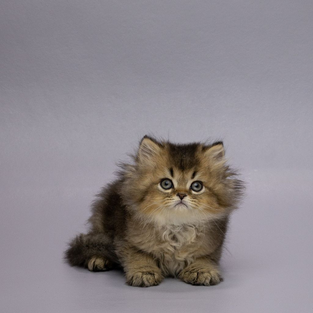 WhatsApp Image 2025-11-18 at 14.29.11