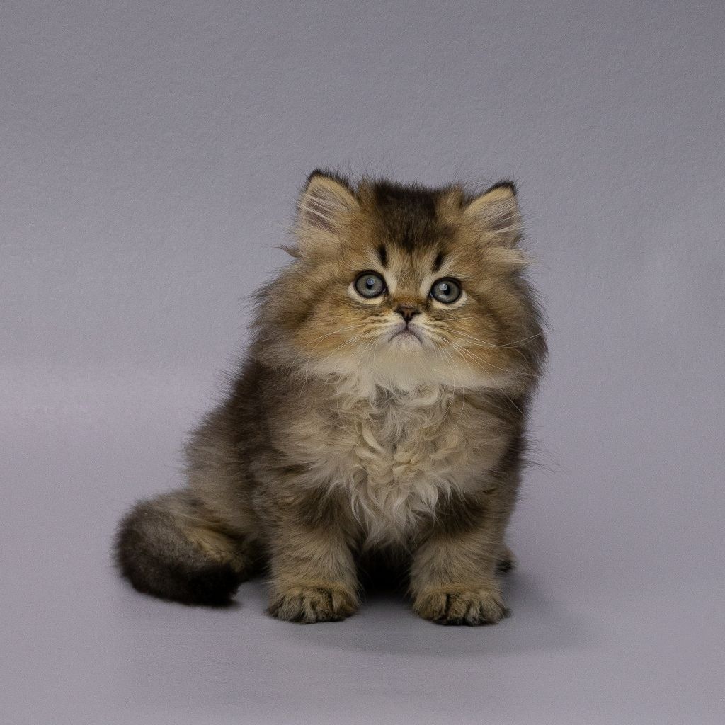 WhatsApp Image 2025-11-18 at 14.29.12