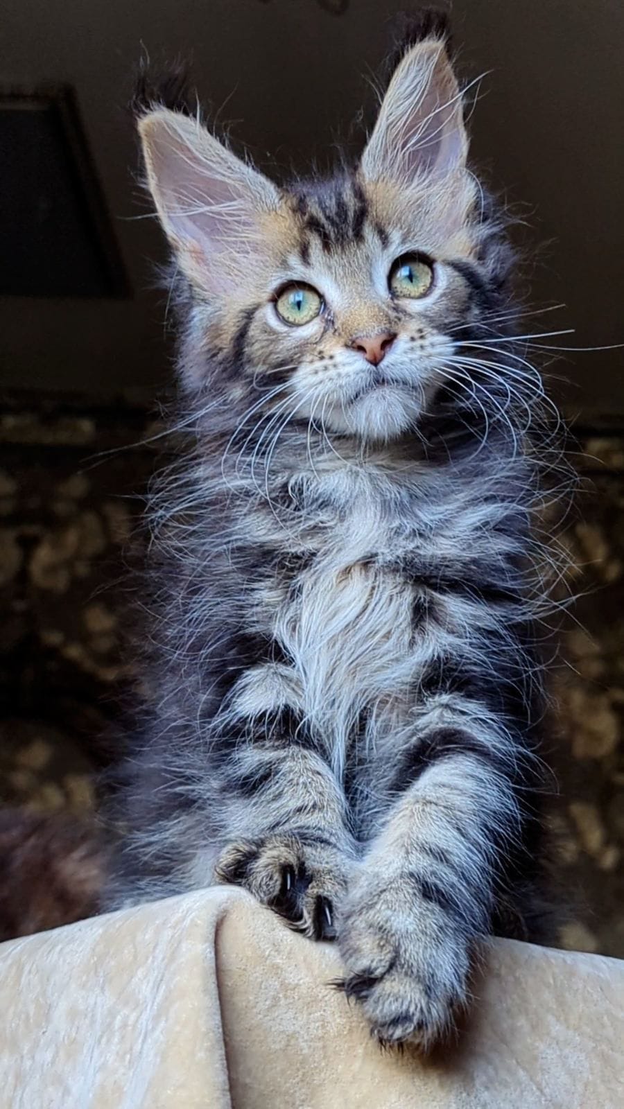 WhatsApp Image 2025-11-18 at 14.29.37 maine coon