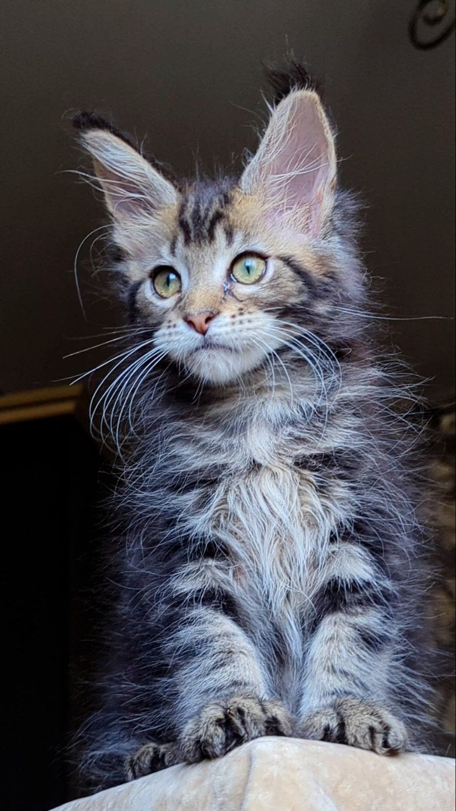 WhatsApp Image 2025-11-18 at 14.29.38 (1)