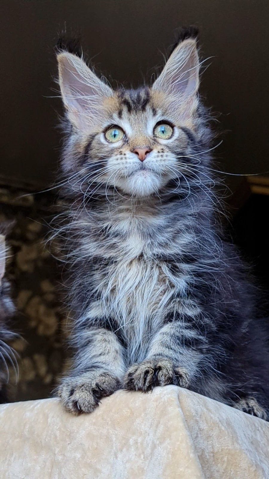 WhatsApp Image 2025-11-18 at 14.29.38 (4)