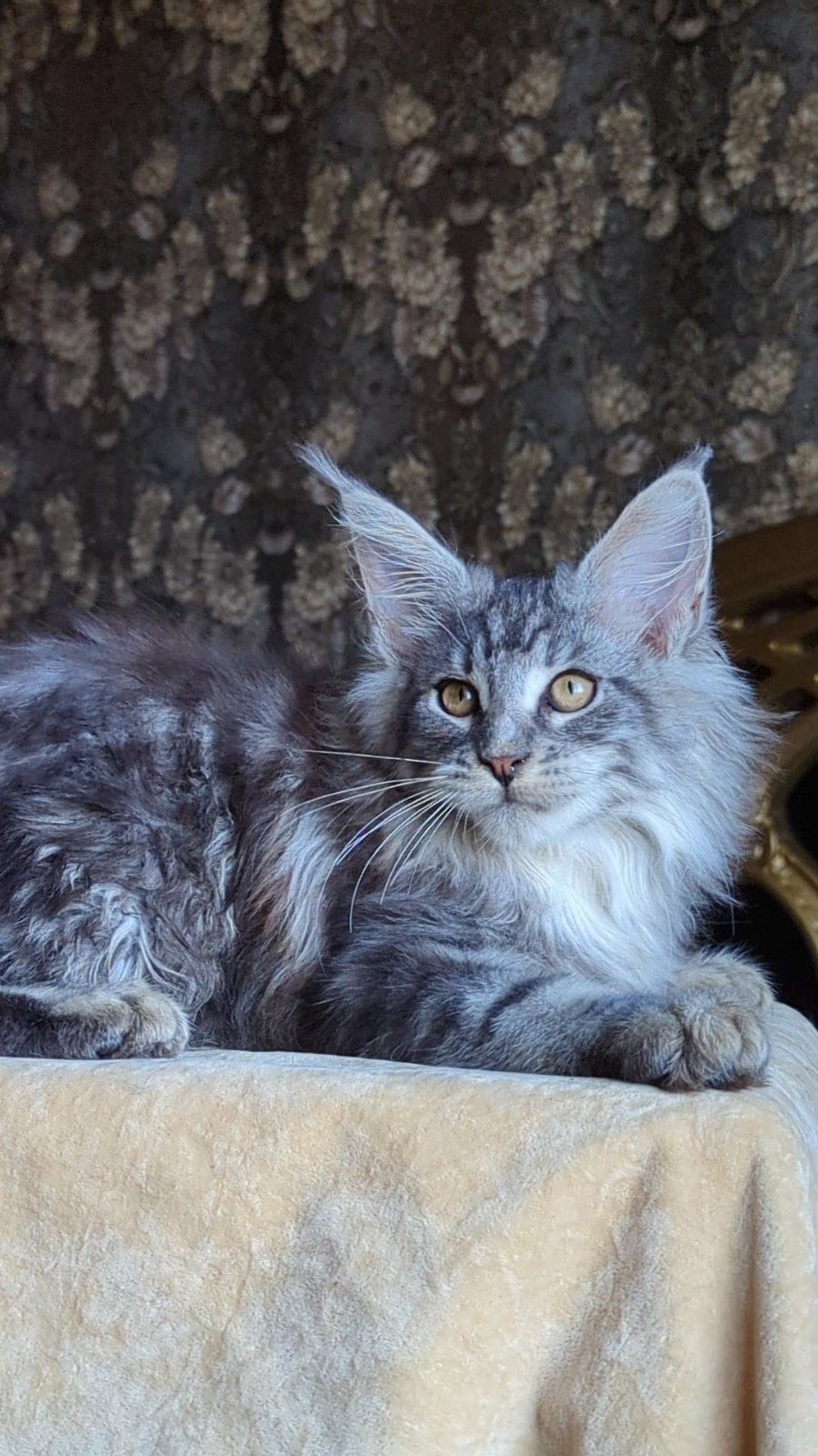 maine coon