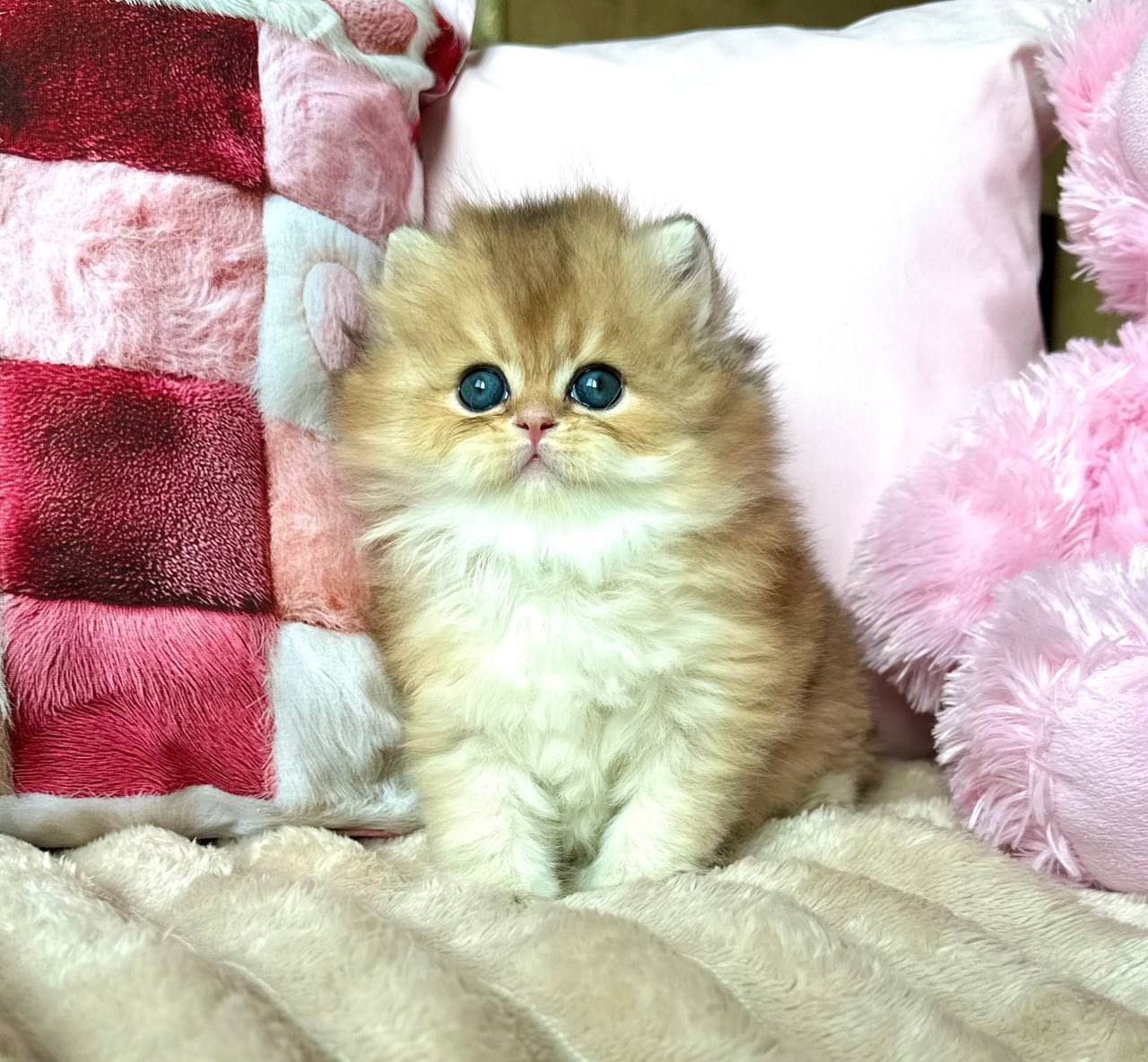 WhatsApp Image 2025-11-18 at 14.33.20 (1) british longhair