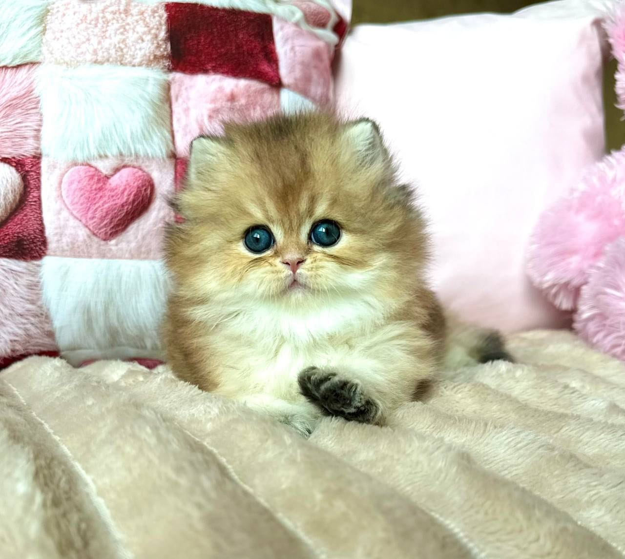 WhatsApp Image 2025-11-18 at 14.33.20 (2)