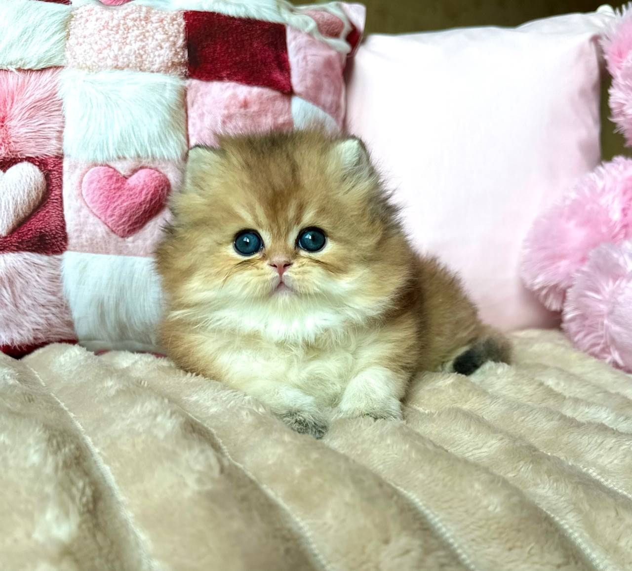 WhatsApp Image 2025-11-18 at 14.33.20 (3)