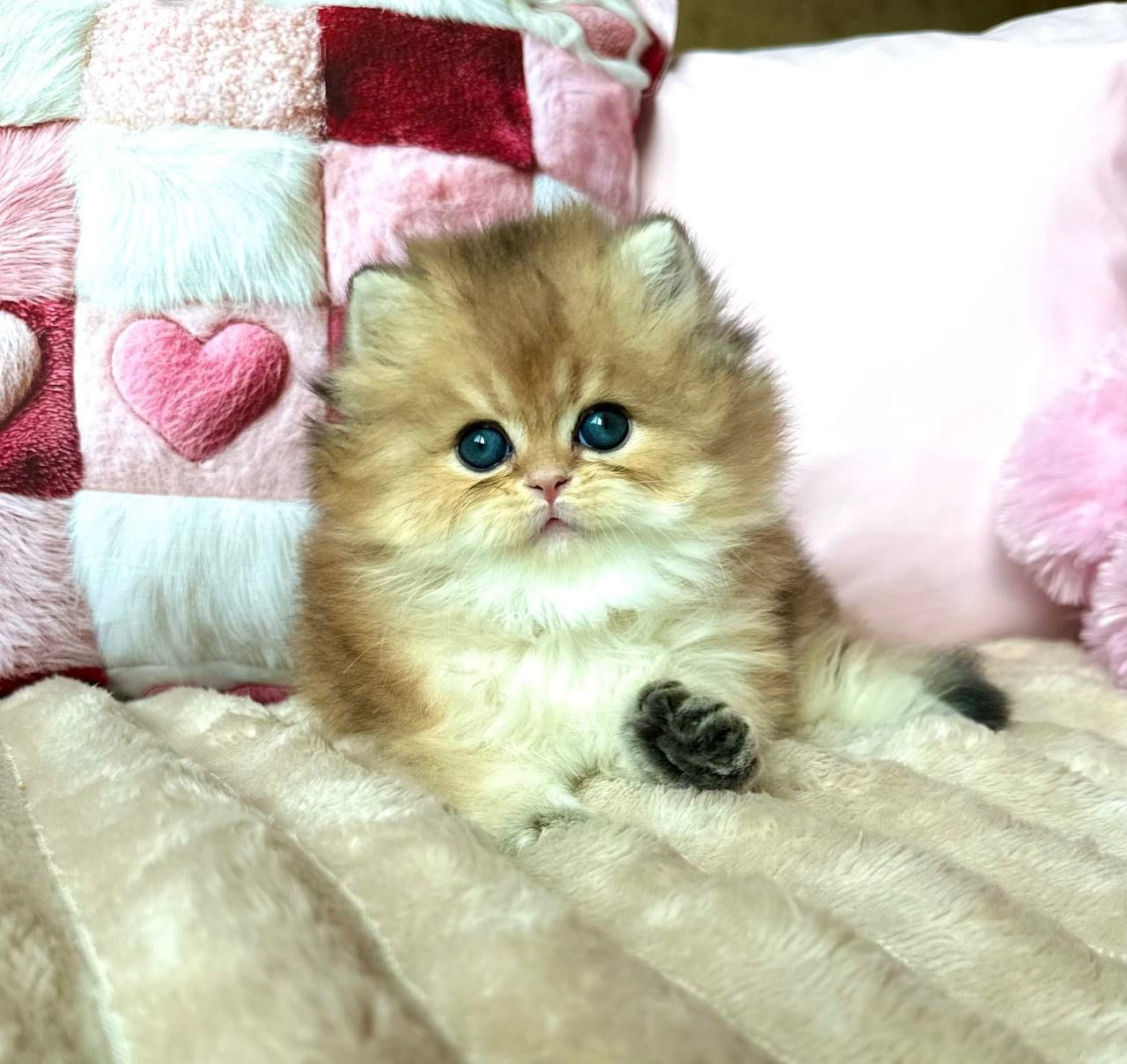 WhatsApp Image 2025-11-18 at 14.33.20