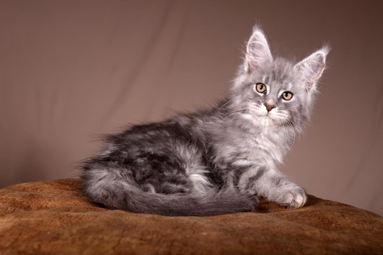 WhatsApp Image 2025-11-18 at 14.36.53 (3)