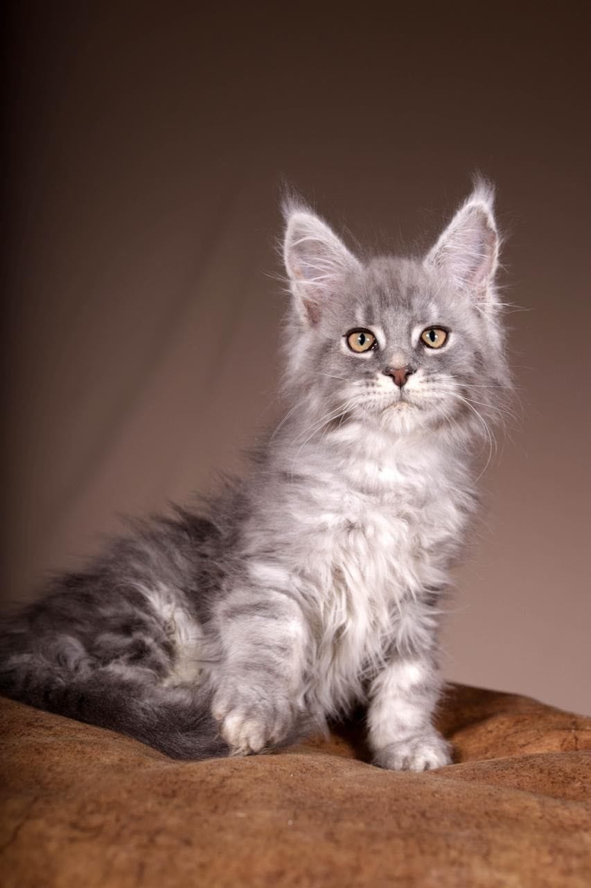 WhatsApp Image 2025-11-18 at 14.36.53 (4) maine coon