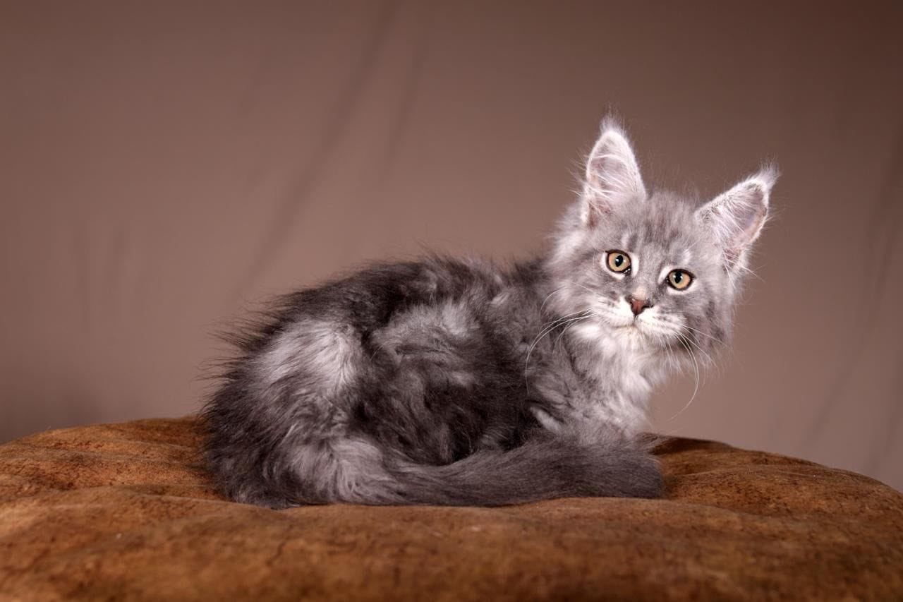 WhatsApp Image 2025-11-18 at 14.36.53