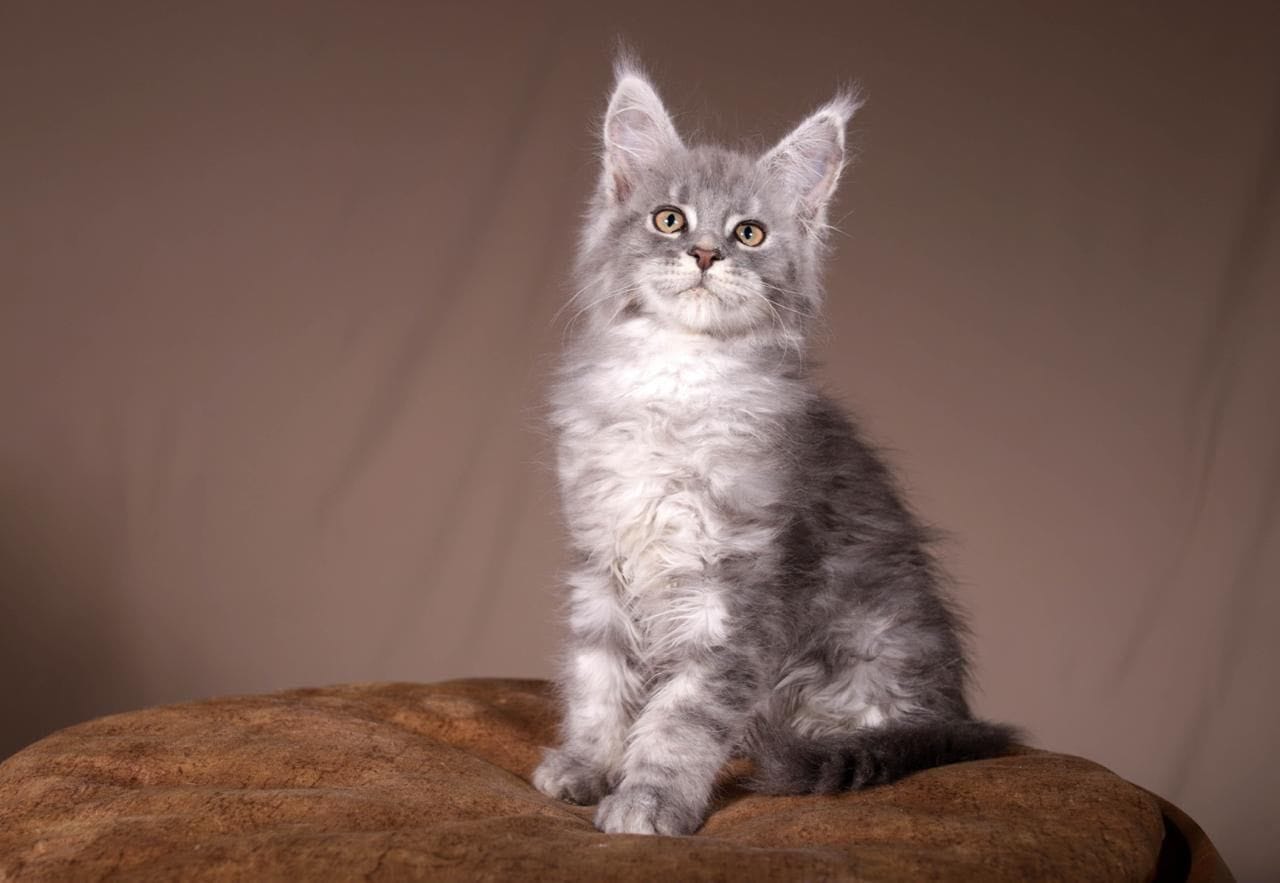 WhatsApp Image 2025-11-18 at 14.36.54 (1)