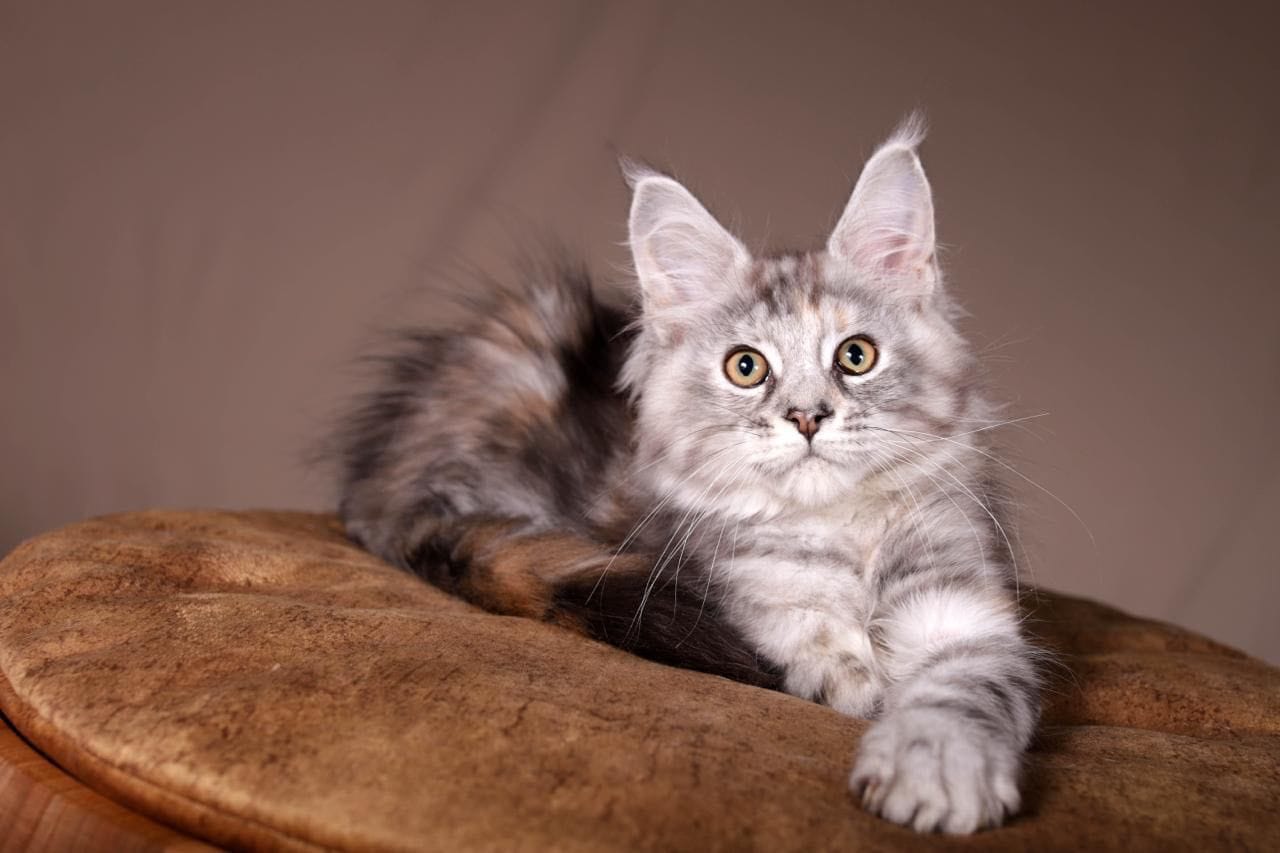 WhatsApp Image 2025-11-18 at 14.37.17 (5) maine coon