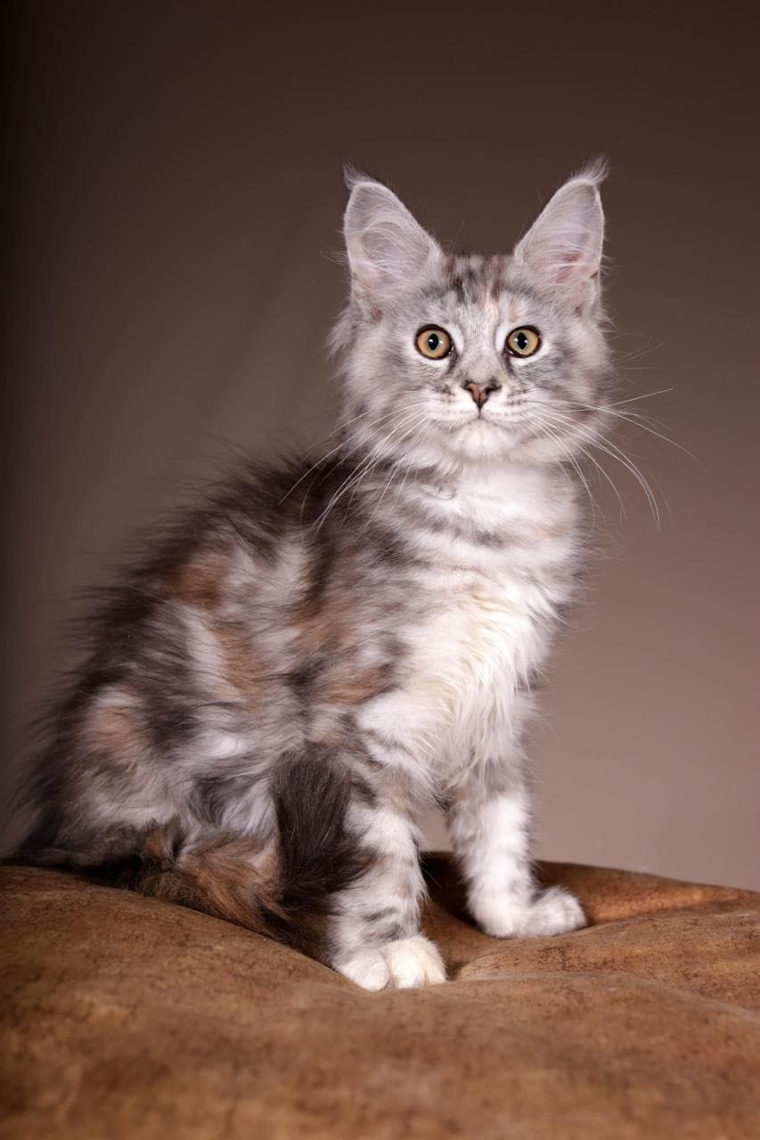 WhatsApp Image 2025-11-18 at 14.37.17