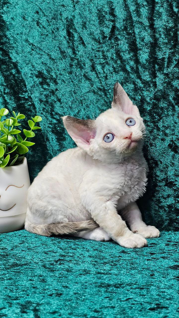 devon rex