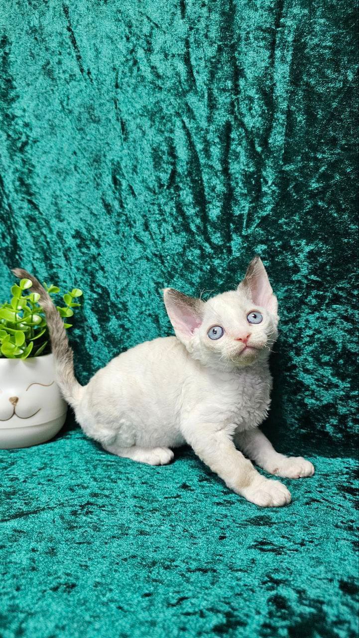 WhatsApp Image 2025-11-21 at 14.33.04 (4)