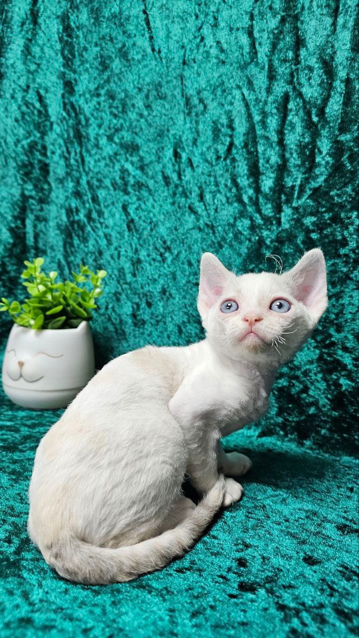 WhatsApp Image 2025-11-21 at 14.33.04