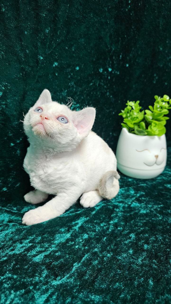 WhatsApp Image 2025-11-21 at 14.33.05 (1)