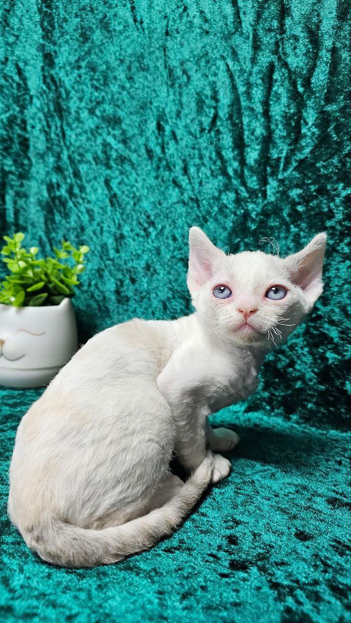 WhatsApp Image 2025-11-21 at 14.33.05 (2)