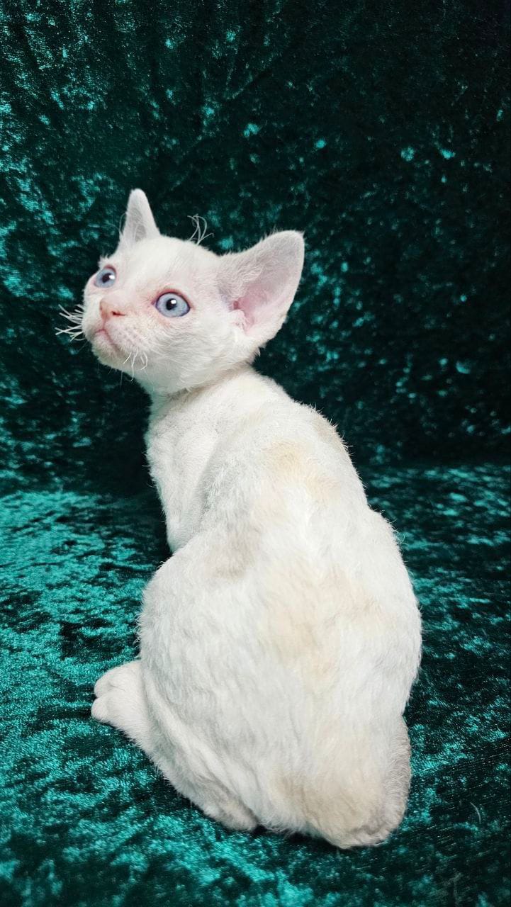 WhatsApp Image 2025-11-21 at 14.33.05 (3)