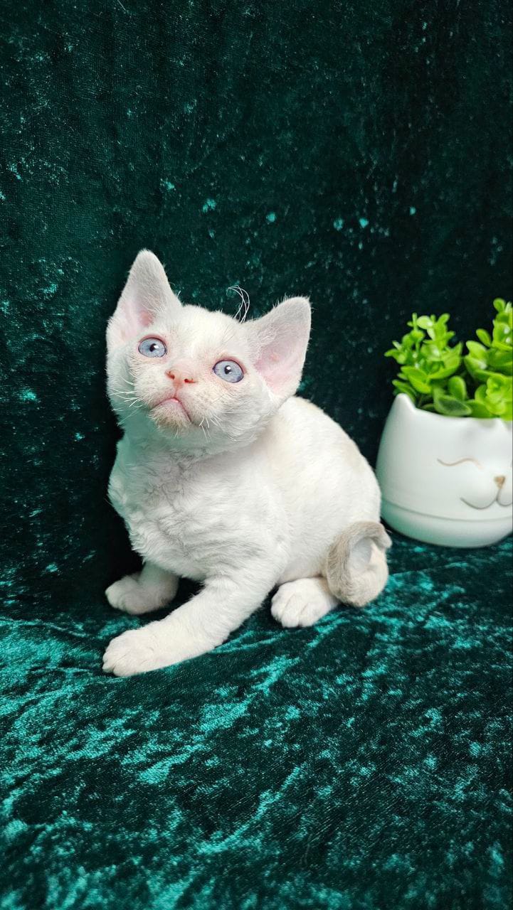 WhatsApp Image 2025-11-21 at 14.33.05