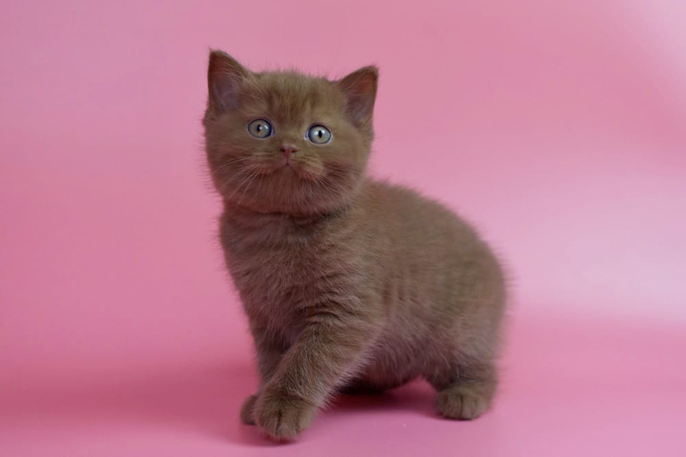 WhatsApp Image 2025-11-24 at 08.33.59 (4) british shorthair