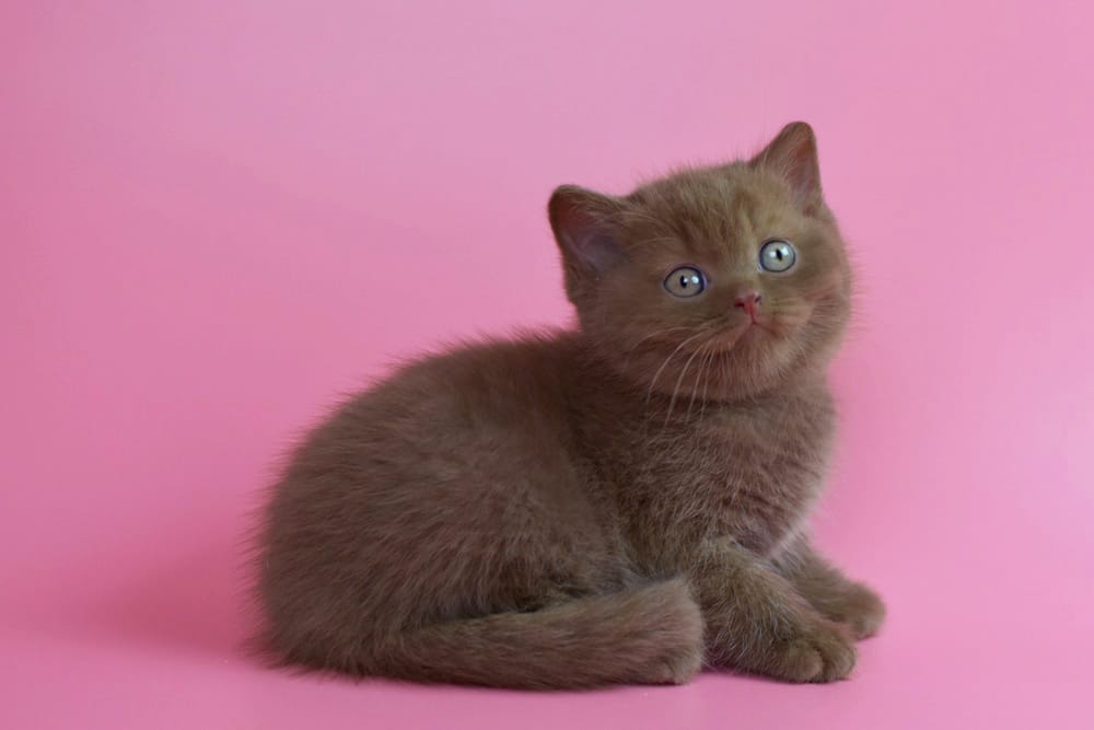 WhatsApp Image 2025-11-24 at 08.33.59