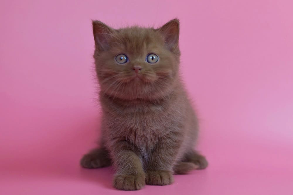 WhatsApp Image 2025-11-24 at 08.34.00 (1)