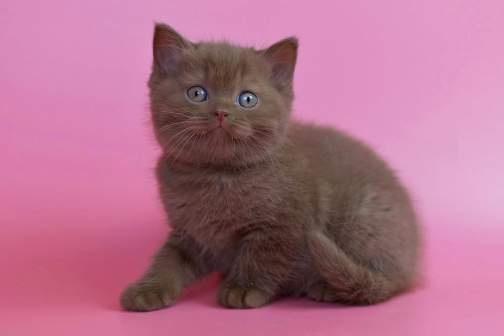 WhatsApp Image 2025-11-24 at 08.34.00